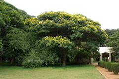 Peltophorum africanum